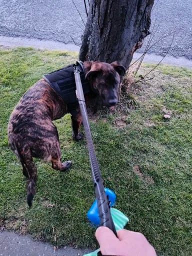 Great leash. Construction feels solid, quick and easy to attach /detach, comfortable, and good loading on the bungee. Recommended.