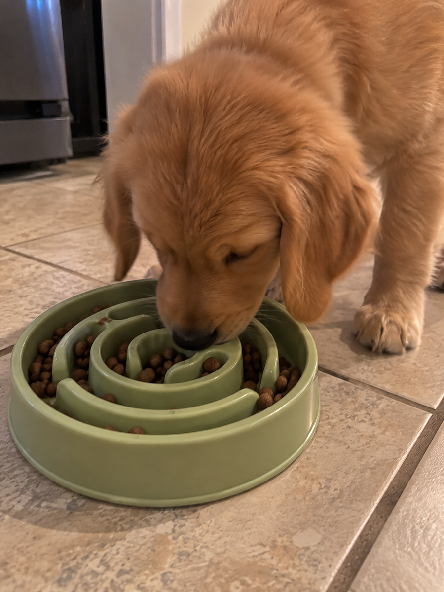 I was surprised how much of a difference this made. He doesn’t rush through his food anymore.