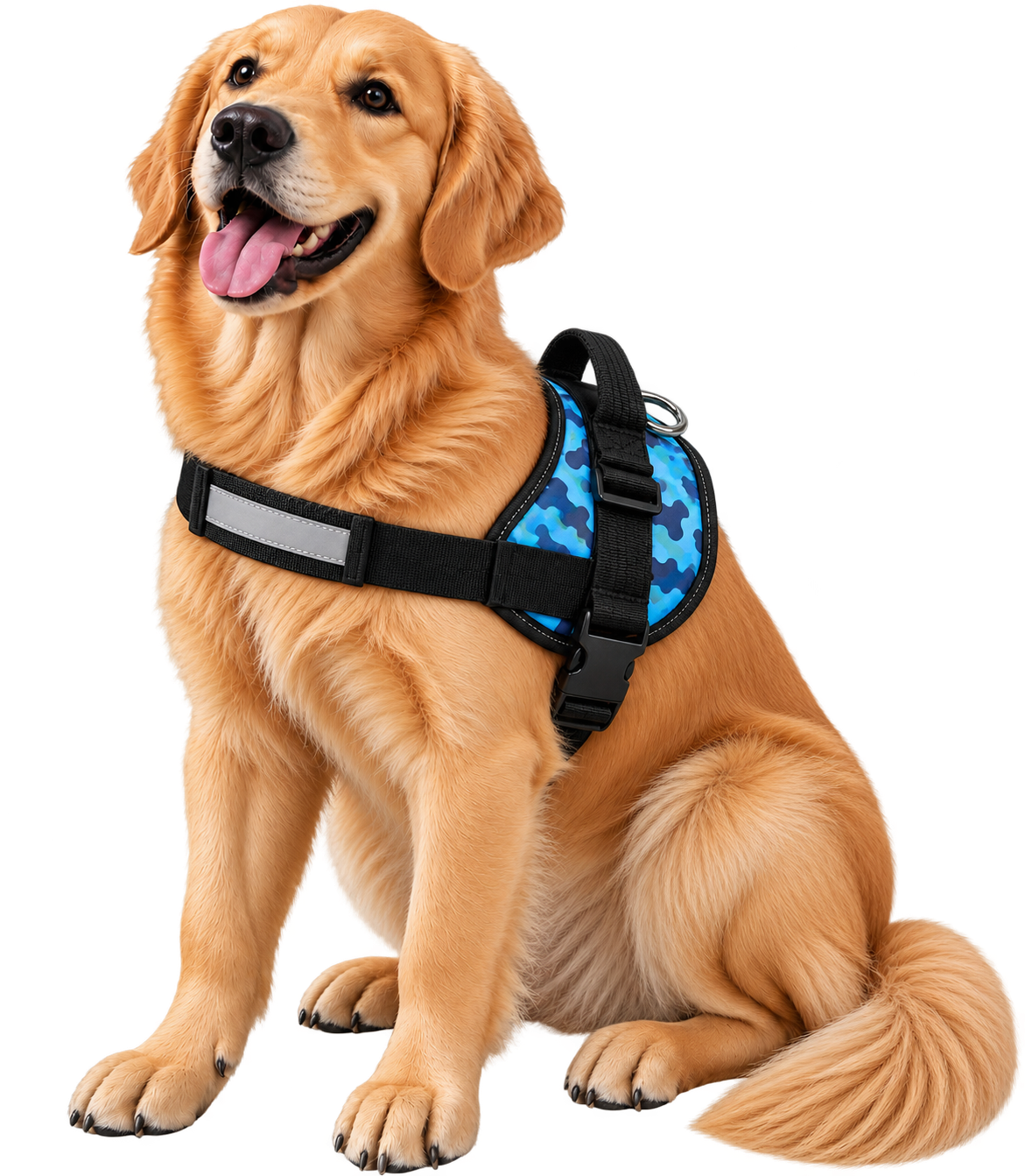 Golden retriever wearing Dogshaus gear