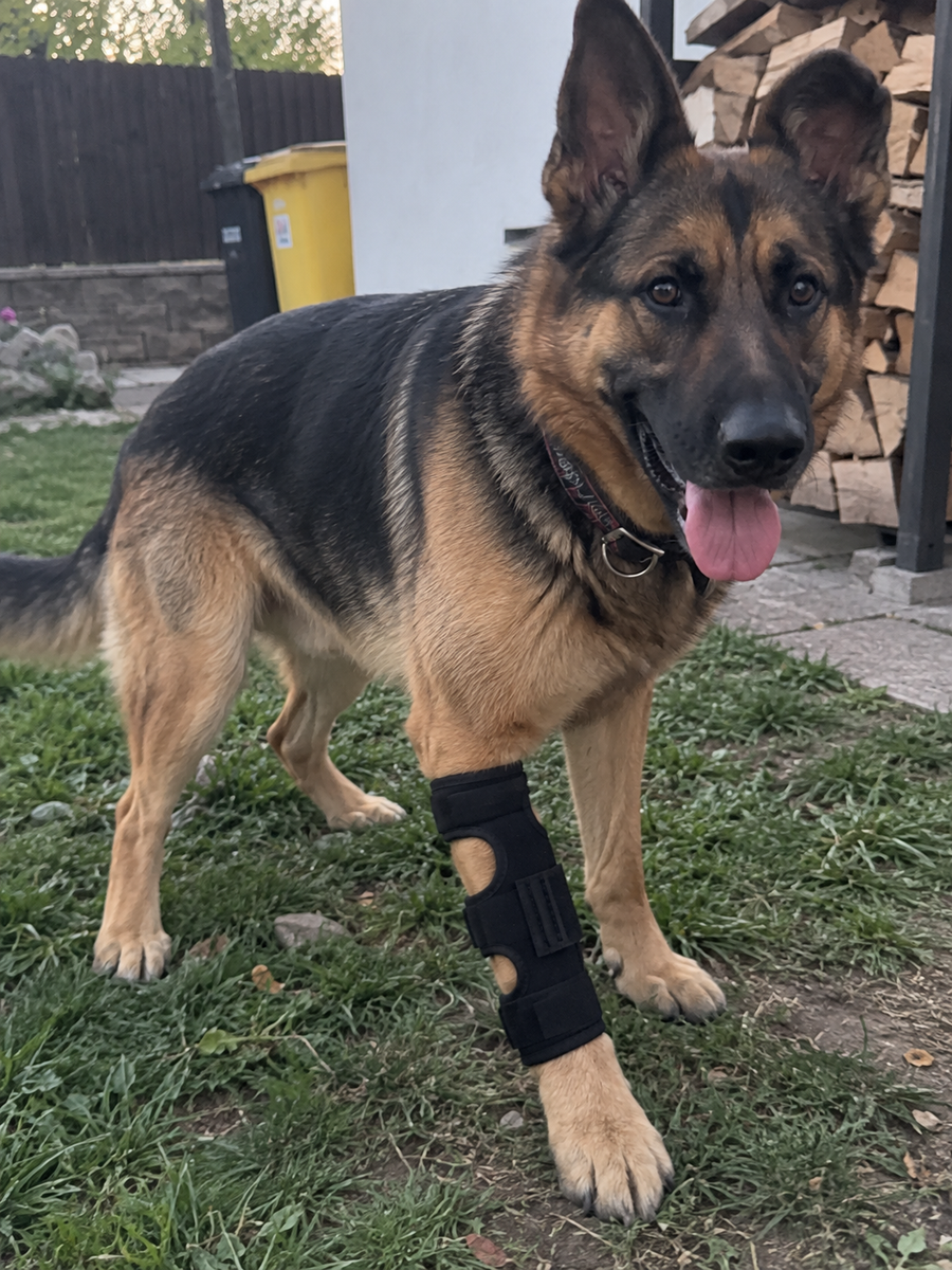 It took a couple of tries to get the fit right, but once adjusted my dog was walking around normally with it.