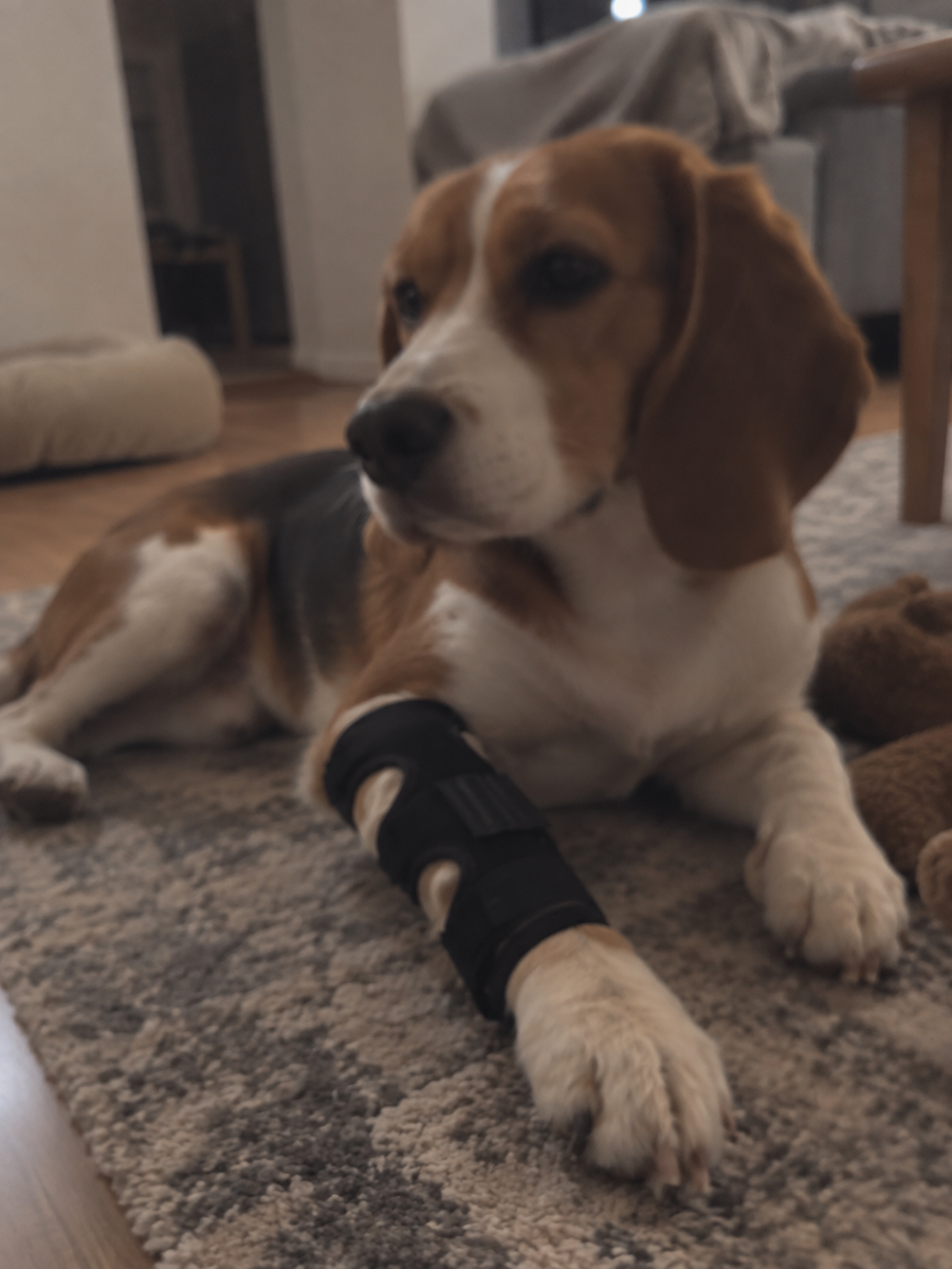 Really happy with the quality. It feels supportive without being too bulky on my dog’s leg.
