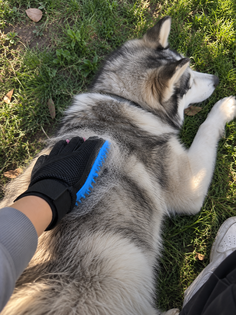 Perfect for my Husky during shedding season. I get so much loose undercoat off without having to fight with him.