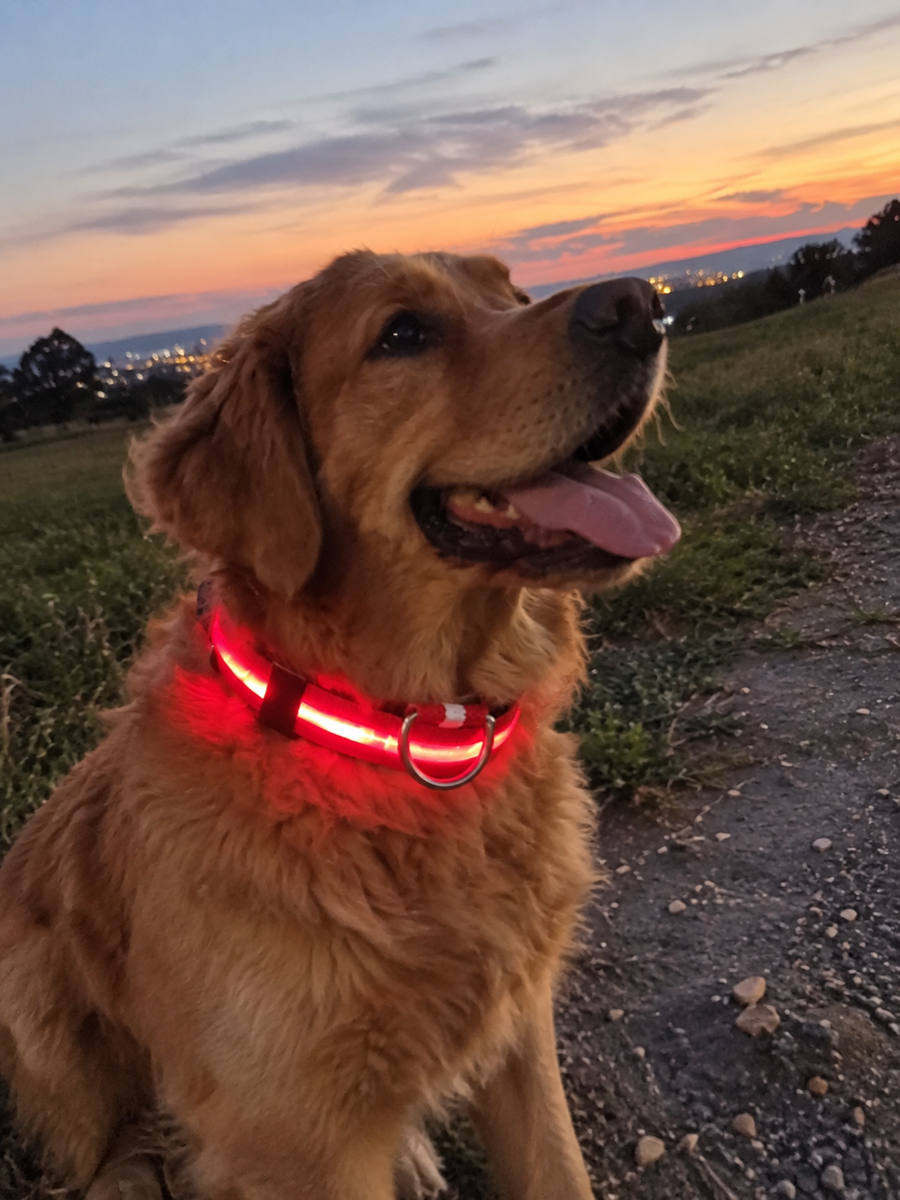 Really useful during our early morning walks. It fits well, charges easily and the glow is visible from quite a distance.
