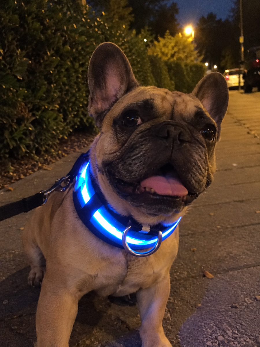 I wasn’t expecting much for the price, but this collar is actually great. The blue light looks awesome and the battery lasts well for our walks.