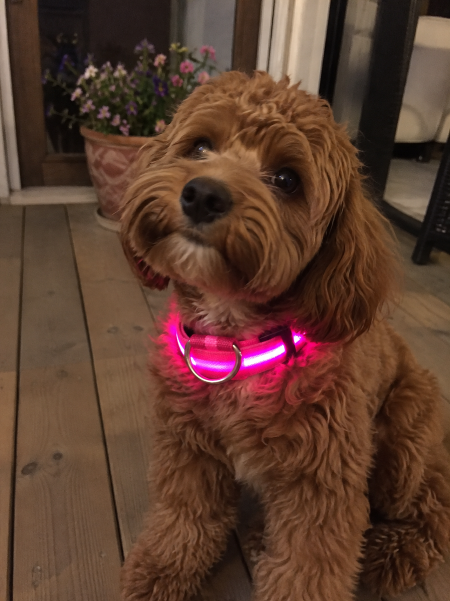 Our dog disappears into the garden at night, so this has been a game changer. I can actually see where he is now.