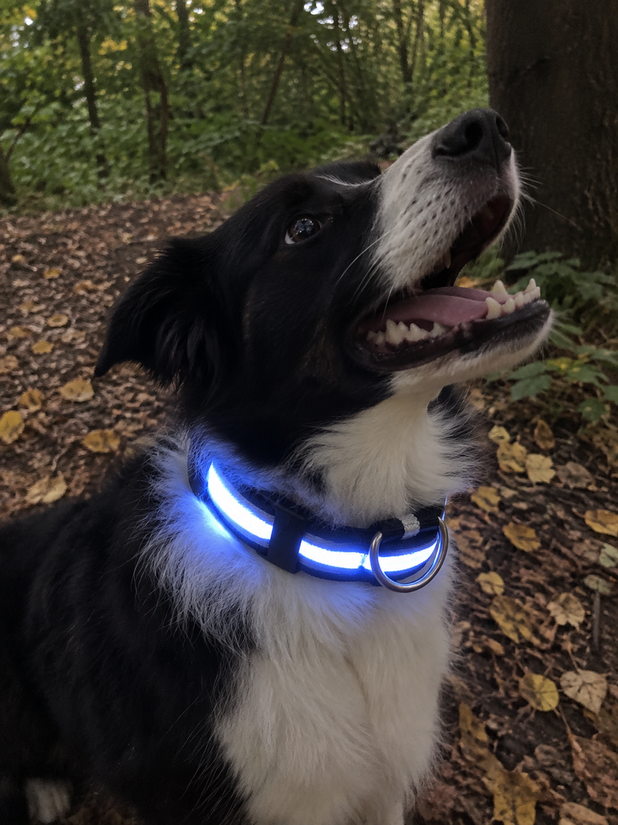 We’ve tried a few light-up collars before, but this is easily our favorite so far. Comfortable for our dog and very easy to charge.