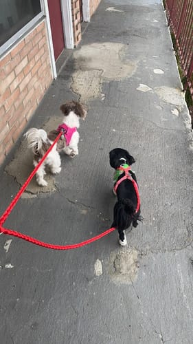 I love it! Had one a long time ago, but not this one. This one feels much sturdier and makes walking both of my dogs so much easier. Definitely glad I found it!