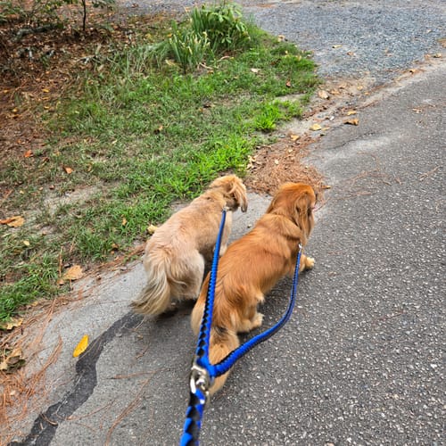 I used to walk my two Shih-tzu/Pomeranian mixes with separate leashes, which constantly got tangled. After some practice, the Two-in-One leash helped them walk better together and gave me more control. I also love having one hand free. The swivel head and reflective leads make this leash a great improvement.