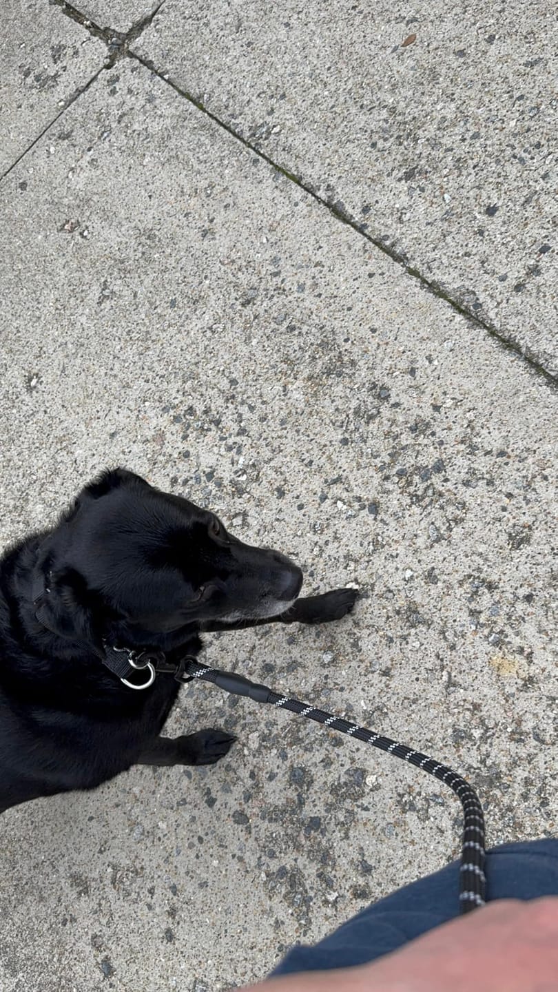 We’re already on our second one after a few years. It’s held up really well, even with our anxious black Lab mix who can pull and suddenly dart after squirrels. Definitely a reliable leash.