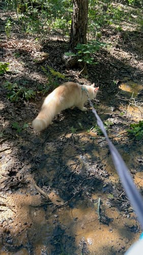 This leash is light weight and perfect for taking our kitten on.
