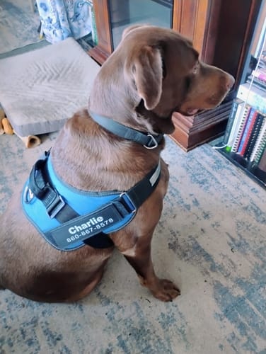 So very easy to put on and he's very comfortable with it it's so much easier to walk him thank you.