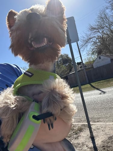 I love it! I was worried about the leash because of some.